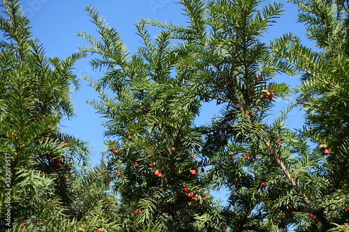 Upright branches of yew with red berries against blue sky in autumn