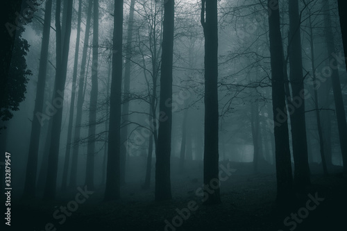 very mysterious and desolate atmosphere on a gloomy day in the woods with thick fog