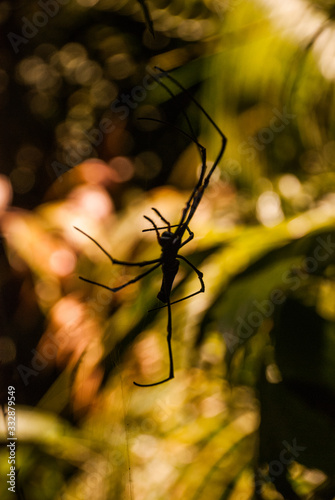 Spider on spider web after rain Sarawak. Borneo. Malaysia photo