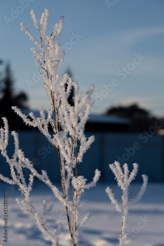 The plant 's thin twig is completely covered in ice snowflakes in winter