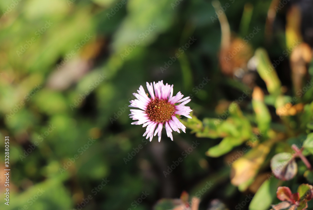 Dying Erigeron alpinus in last stadium. Lightly pink petals with dark centre. Plant belongs to daisy family. Located in Jeseniky, czech republic. Concept of summer flowers Dying Erigeron alpinus in last stadium. Lightly pink petals with dark centre. Plant belongs to daisy family. Located in Jeseniky, czech republic. Concept of summer flowers