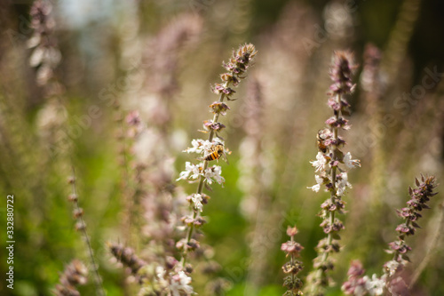 Honey bee sitting on bazil flower