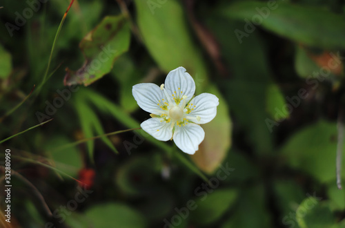 Wonderful solo Parnassia palustris in green vegetation in Jeseniky mountains, czech republic. Marsh grass of Parnassus. Northern grass-of-Parnassus with five white petals. Concept of summer flowers