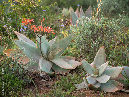 Coral Aloe (Aloe striata). Eastern Cape. South Africa photo