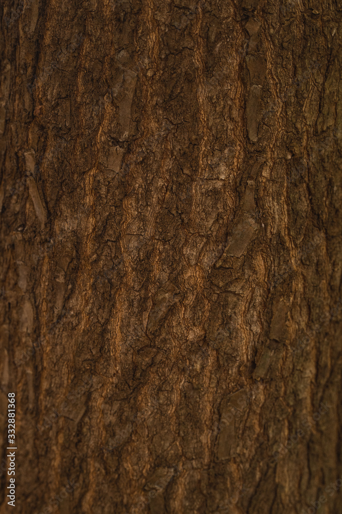 Tree bark texture Tree bark texture