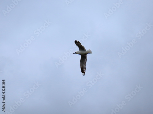 Seagull in full flight over a park lake in Melbourne Australia surrounded by lush green trees with nice blue skies