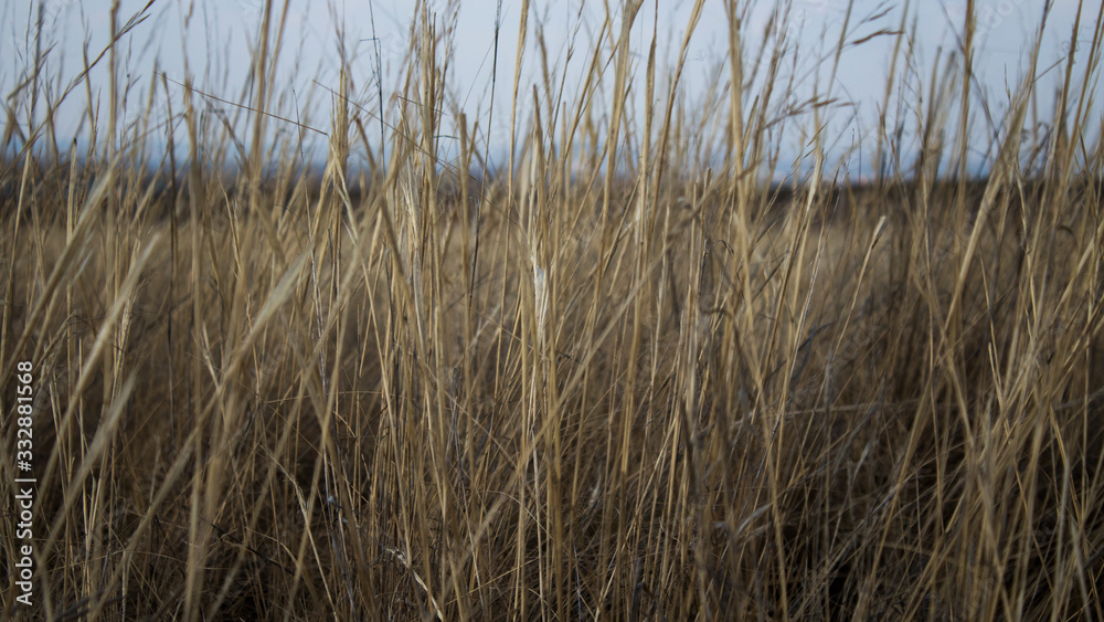 Dry plants background. Steppe landscape. Nature background. Dry plants background. Steppe landscape. Nature background.