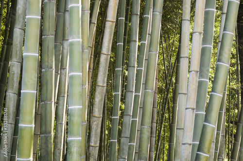 Bamboo forest close up for background.
