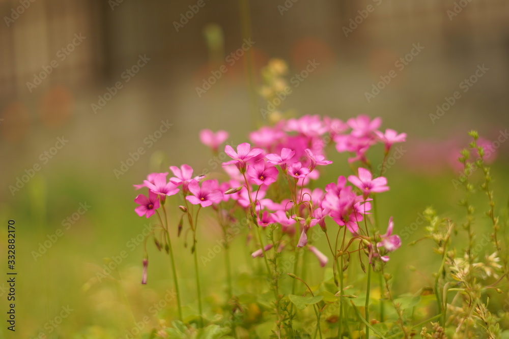 Fototapeta premium 緑 花