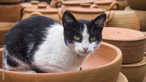Black and white cat siting in brown flowerpot