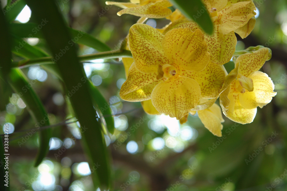 Fototapeta premium yellow flower