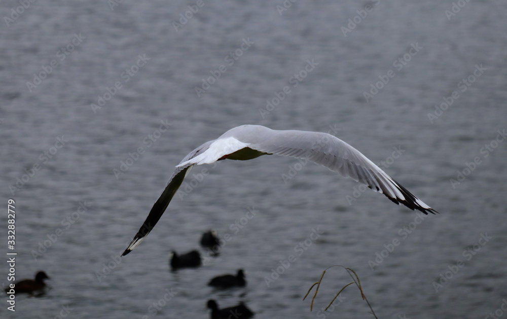 Obraz premium Seagull in full flight over a park lake in Melbourne Australia surrounded by lush green trees with nice blue skies