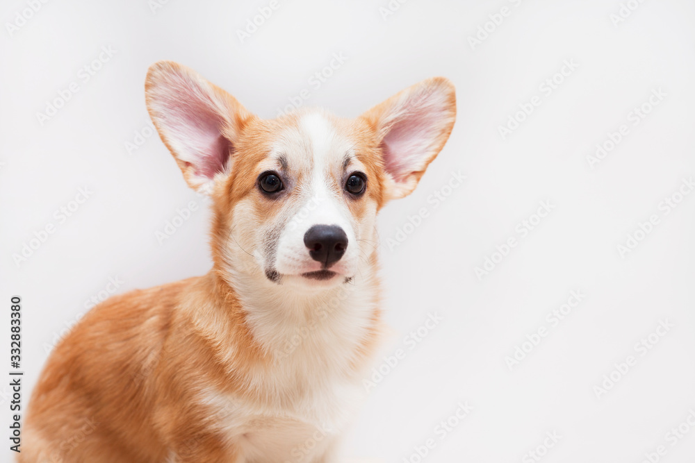 Cute corgi puppy on the white background. Pet care concept. Space for a text.