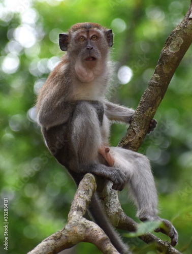 Macaque monkey sitting in a tree in the jungle