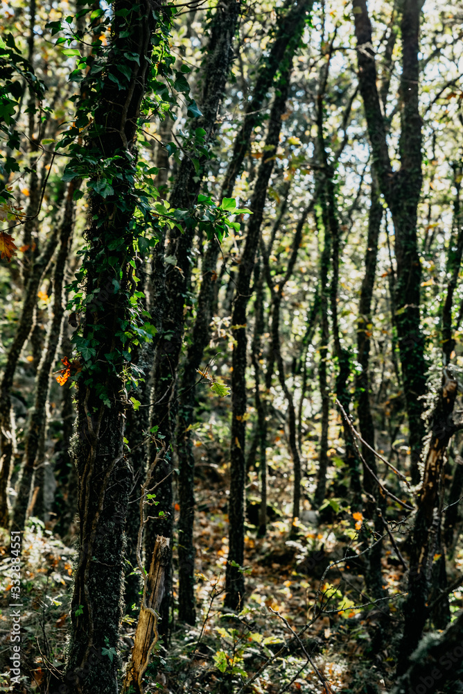 Naklejka premium Forest with green and brown trees with shadow and sunlight in the autumn time