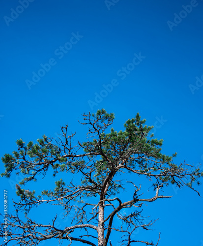 A beautiful tree against clear blue skies 