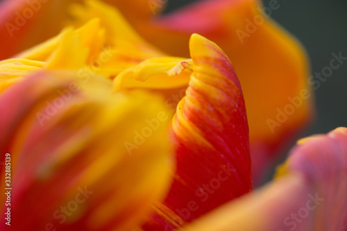 Wallpaper Mural bunte Tulpe Torontodigital.ca