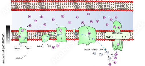 Electron Transport Chain Vector Illustration 