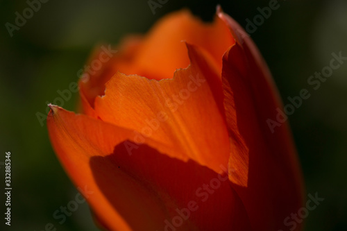 orangefarbene Tulpe