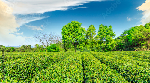 Green tea mountain on a sunny day tea plantation natural background.