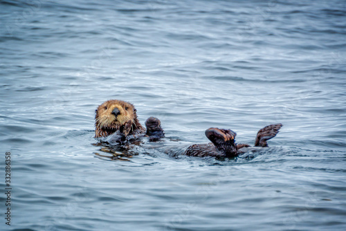 Close up of a sea otter in the ocean in Tofino, Vancouver island, British Columbia, Canada
