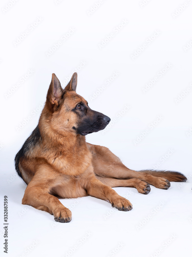 Portrait of a large German Shepherd, 3 years old, full body, lie down on white background, copy-space