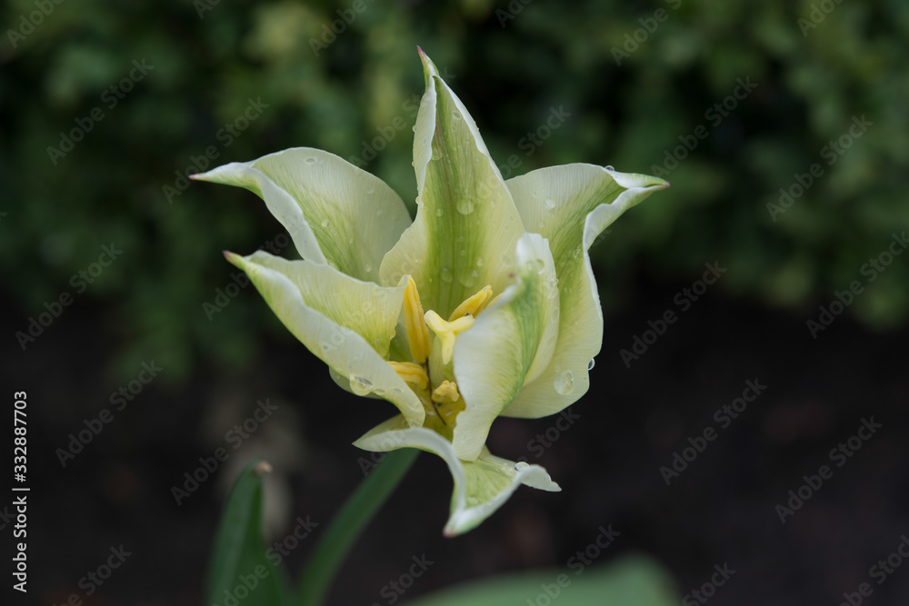 Obraz premium weiß grüne Tulpe