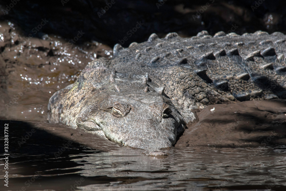 Naklejka premium An American crocodile waits in the mud on a riverbank.