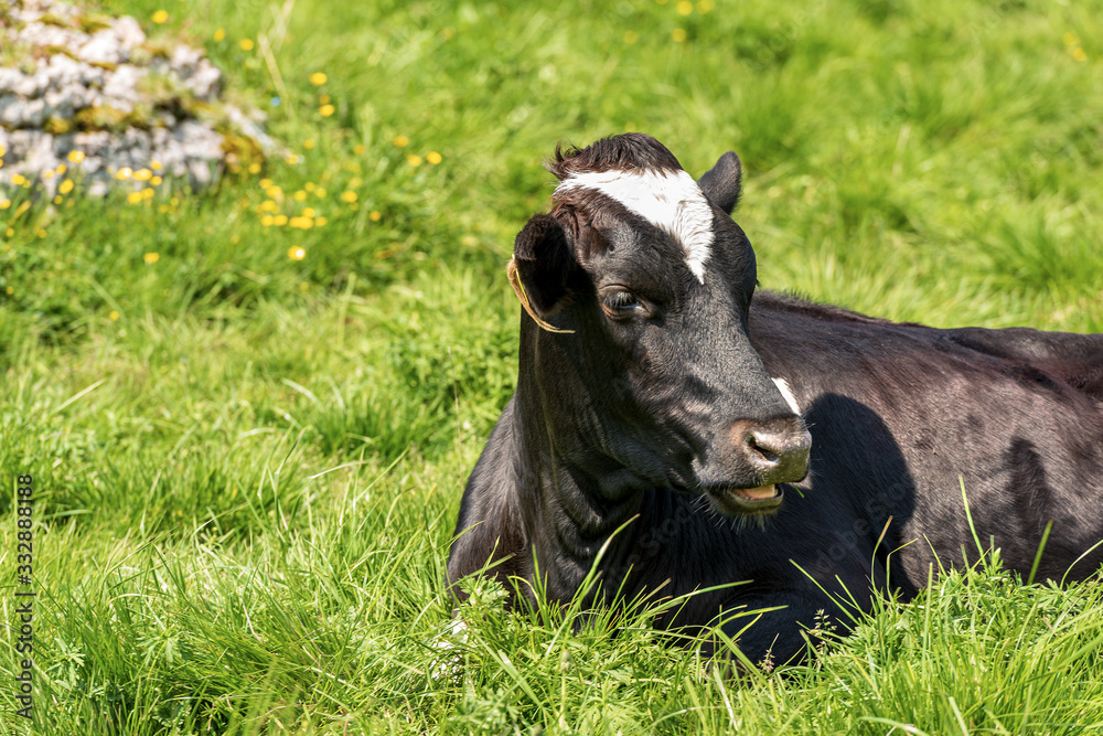 Cow. Black and white heifer relaxing in the green grass, mountain pasture in the Italian Alps, south Europe