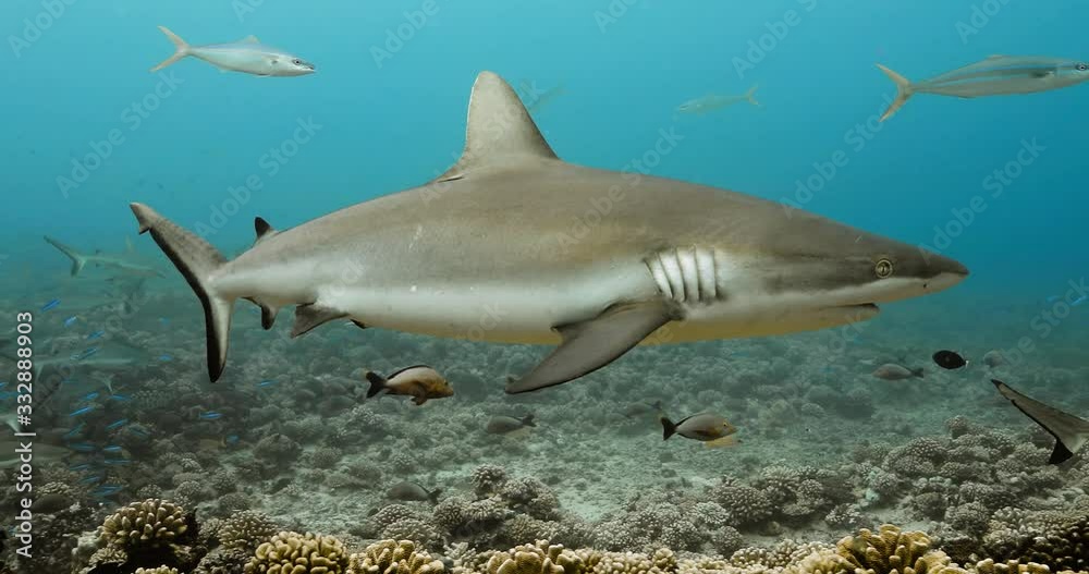 Grey shark in the Pacific. Marine life with sharks swimming in the Ocean. Diving in the clear water - 4K Grey shark in the Pacific. Marine life with sharks swimming in the Ocean. Diving in the clear water - 4K