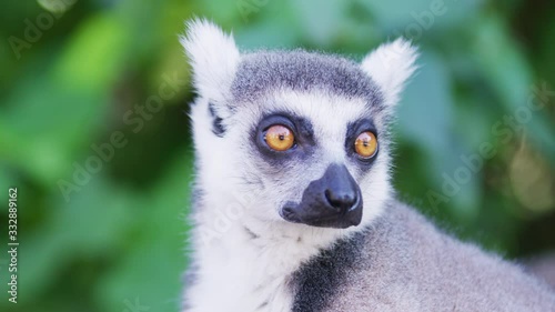 Lemur look