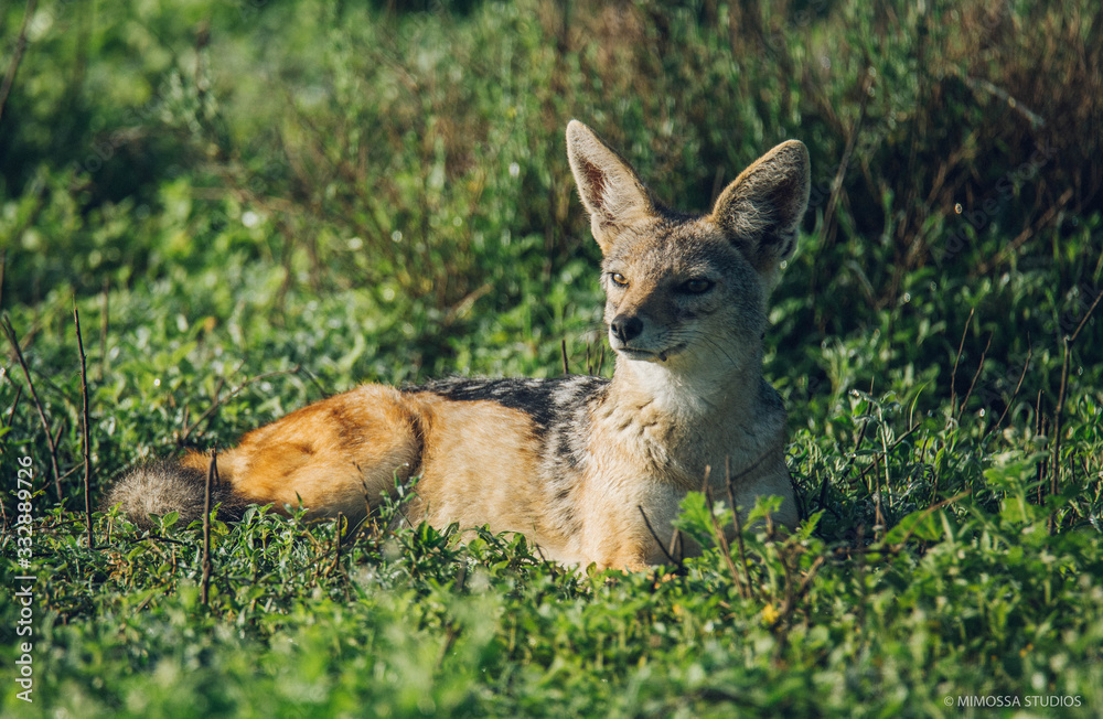 Fototapeta premium Jackal on grass