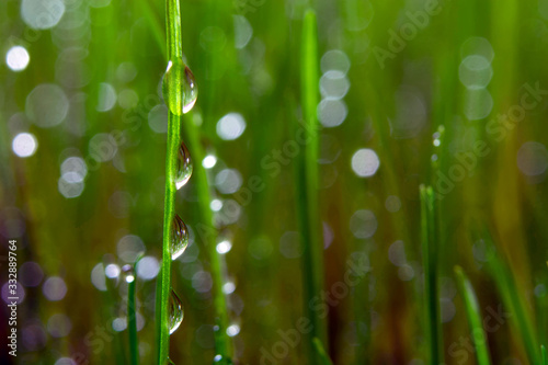 green, young grass with dew drops and sun glare