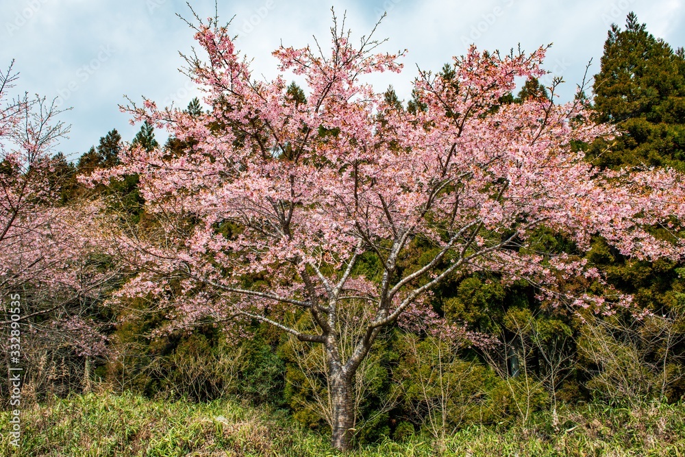 長湯温泉の大漁桜