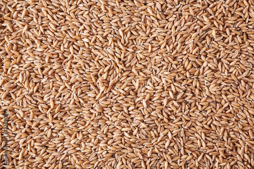Uncooked spelt grains background Uncooked spelt grains background