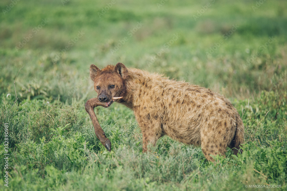 Obraz premium Hyaena with wildebeest leg
