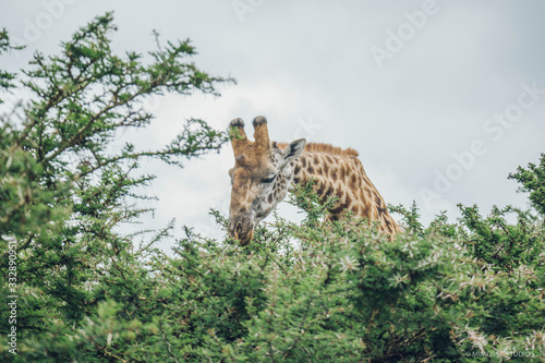 Canvas Print Giraffe eating on acacia tree