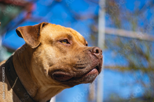 big dog basking in the sun in early spring