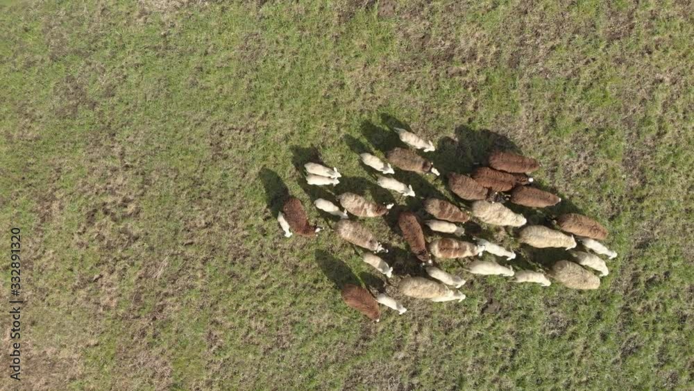 Aerial drone view of brown and white sheep grazing on the green mountain Alps meadow Aerial drone view of brown and white sheep grazing on the green mountain Alps meadow