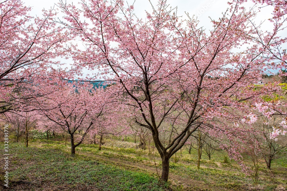 長湯温泉の大漁桜