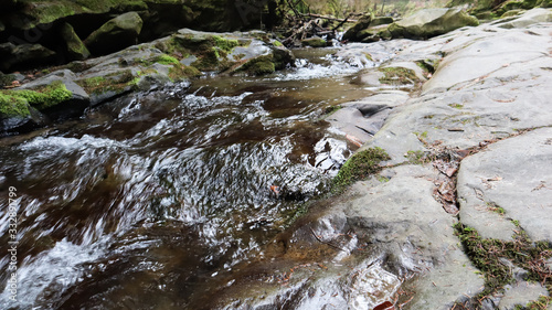 stream in forest