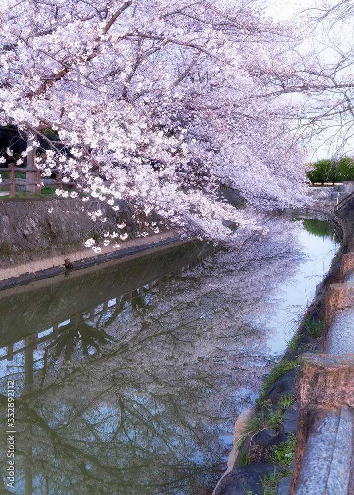 Naklejka premium 桜の用水路