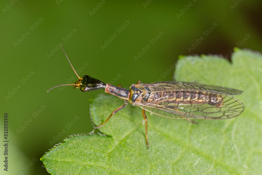 Raphidiidae is a family of snakeflies in the order Raphidioptera. Subilla aliena, a species of snakefly (Raphidiidae family), a group of insects comprising the order Raphidioptera Raphidiidae is a family of snakeflies in the order Raphidioptera. Subilla aliena, a species of snakefly (Raphidiidae family), a group of insects comprising the order Raphidioptera