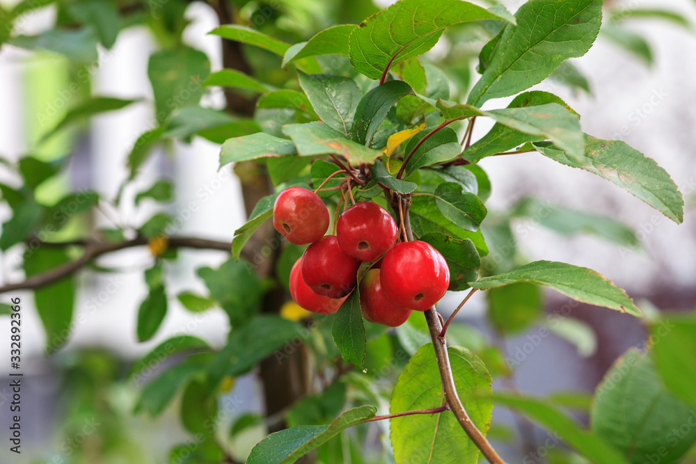 Plumleaf crab apple tree. Malus prunifolia or Chinese crabapple