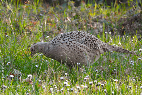 fagiano (Phasianus colchicus) ,ritratto femmina