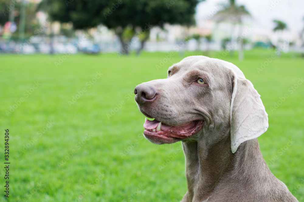 Profile portrait of a dog of breed Weimaraner on the green lawn.