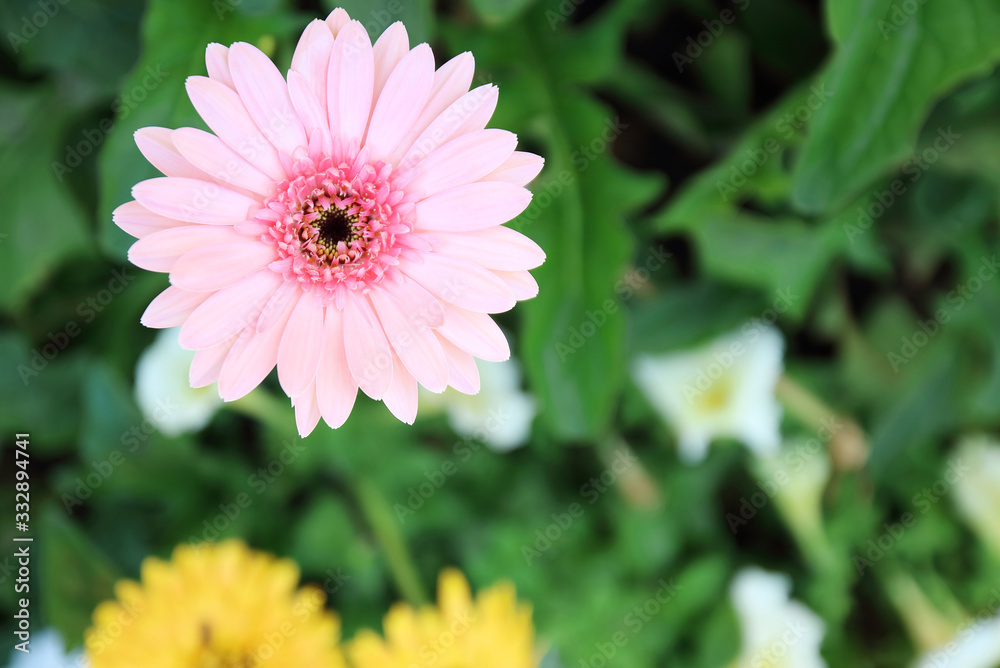 Beautiful pink gerbera daisy flower blooming in the garden with blurred background.