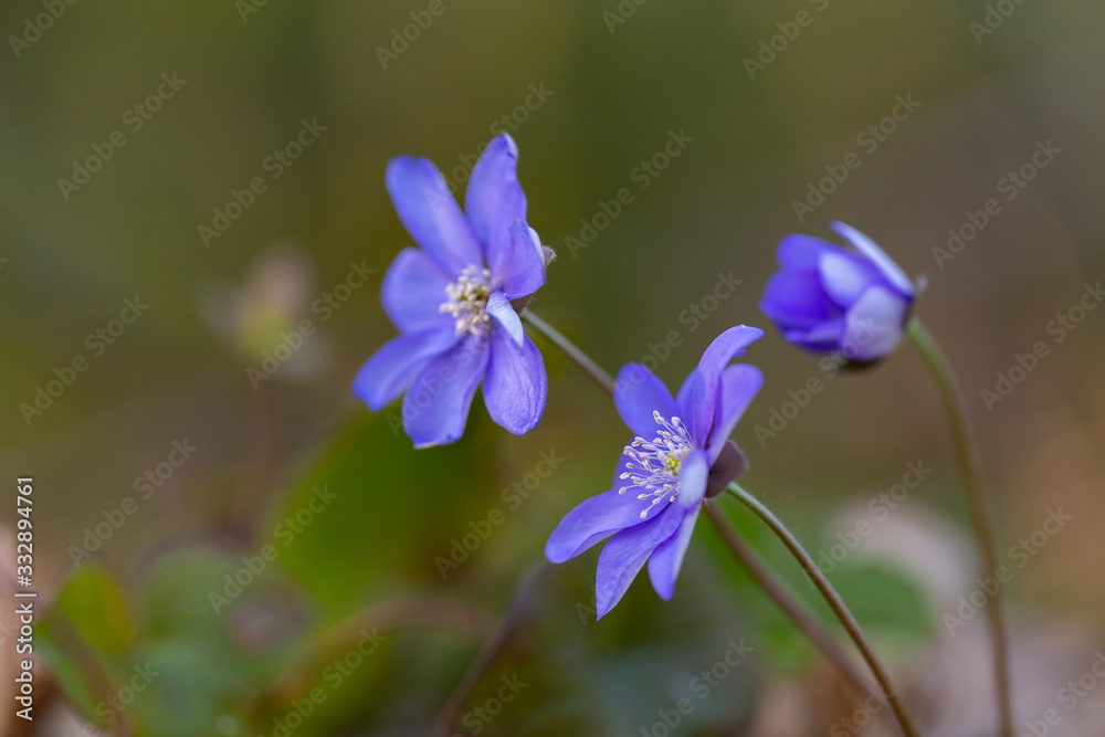 Anemone hepatica (common hepatica, liverwort, kidneywort, pennywort) is a herbaceous perennial growing from a rhizome in the buttercup family Ranunculaceae. Hepatica nobilis, blue blossoms.