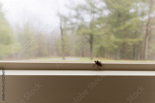 A stink bug on the inside of a window in a home in the wilderness. The Mamorated Brown Stink Bug invaded the United States in the mid 1990's. photo