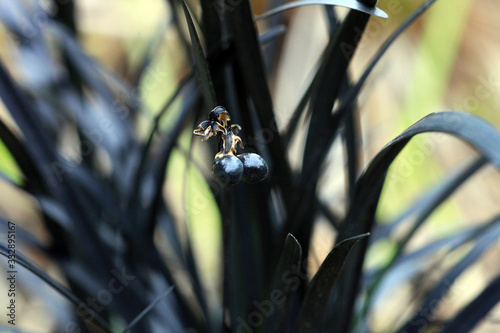Black grass Ophiopogon planiscapus Nigrescens with berries, selective focus photo